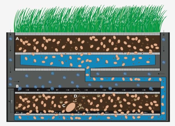 biological battery