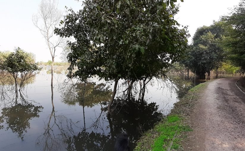 wetlands