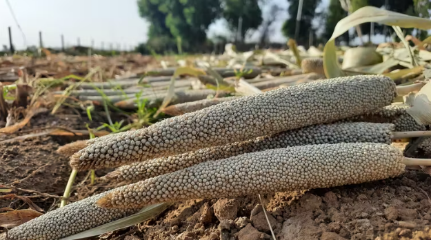 Millets