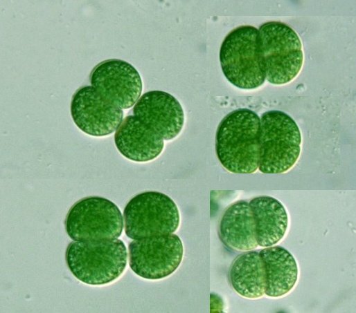 Algae
