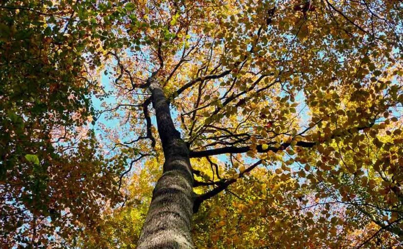 New Study - Carbon Dioxide Appears to Accelerate Tree Growth