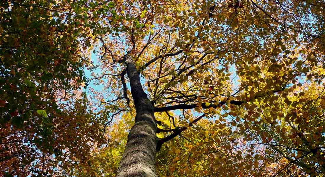 New Study - Carbon Dioxide Appears to Accelerate Tree Growth