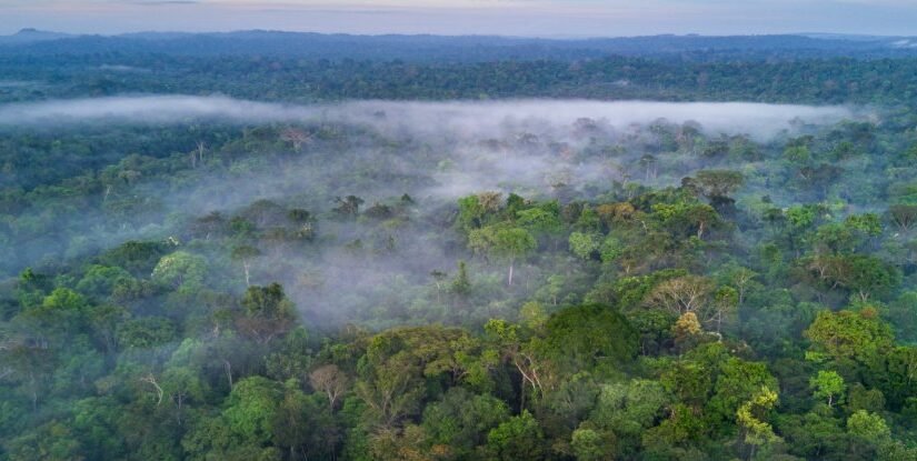 Amazon Rainforest