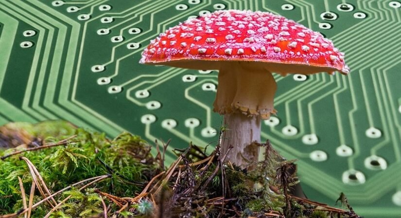 Breakthrough - Mushroom Skin For Sustainable Electronics