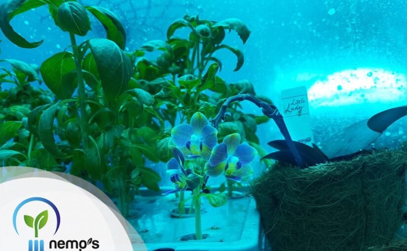 Nemo's Garden
