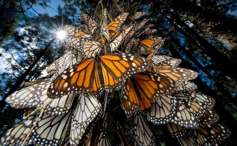 insects