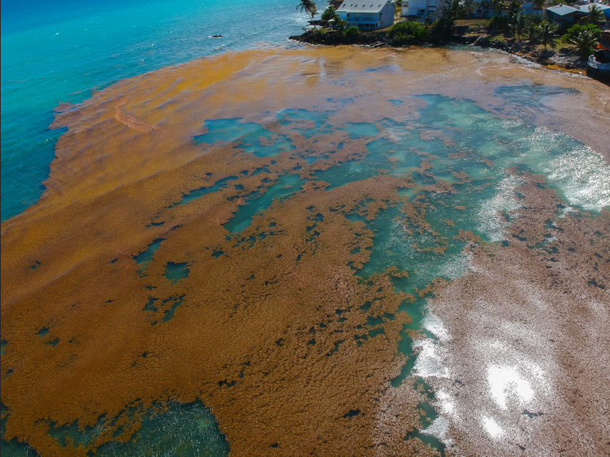 Sargassum