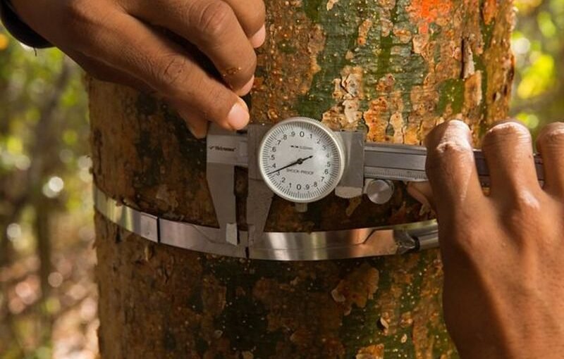 Nature's Clock