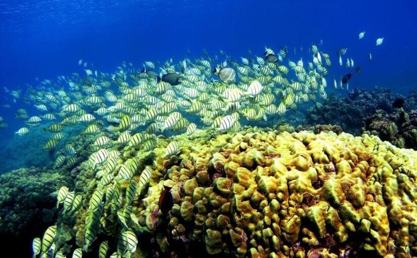 A new kind of climate-resilient coral has been discovered.