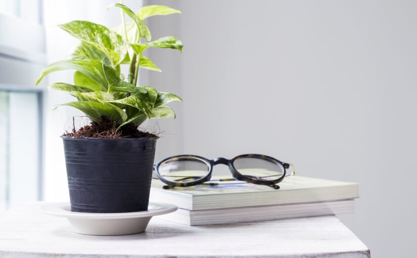 potted plants