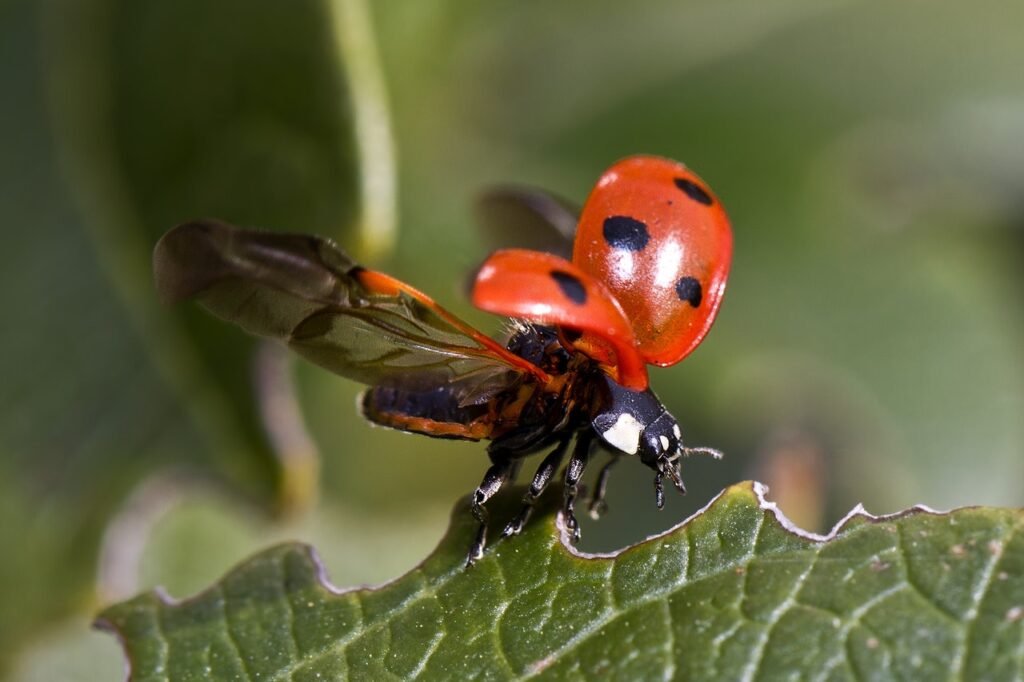 ladybugs
