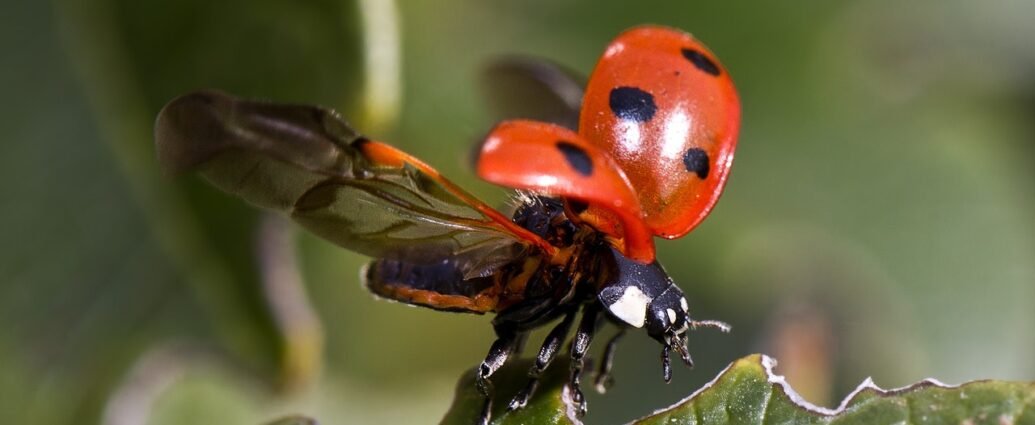 ladybugs