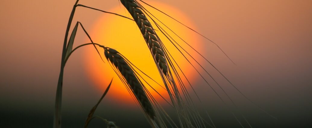 Wheat crops