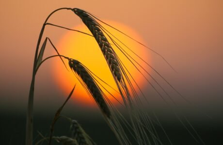 Wheat crops