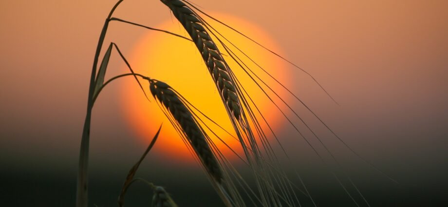 Wheat crops