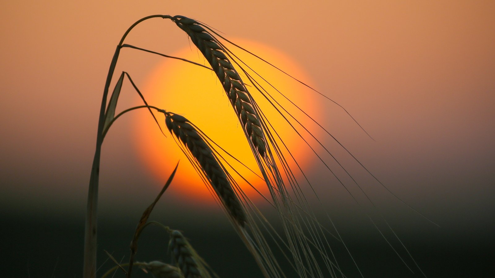 Wheat crops