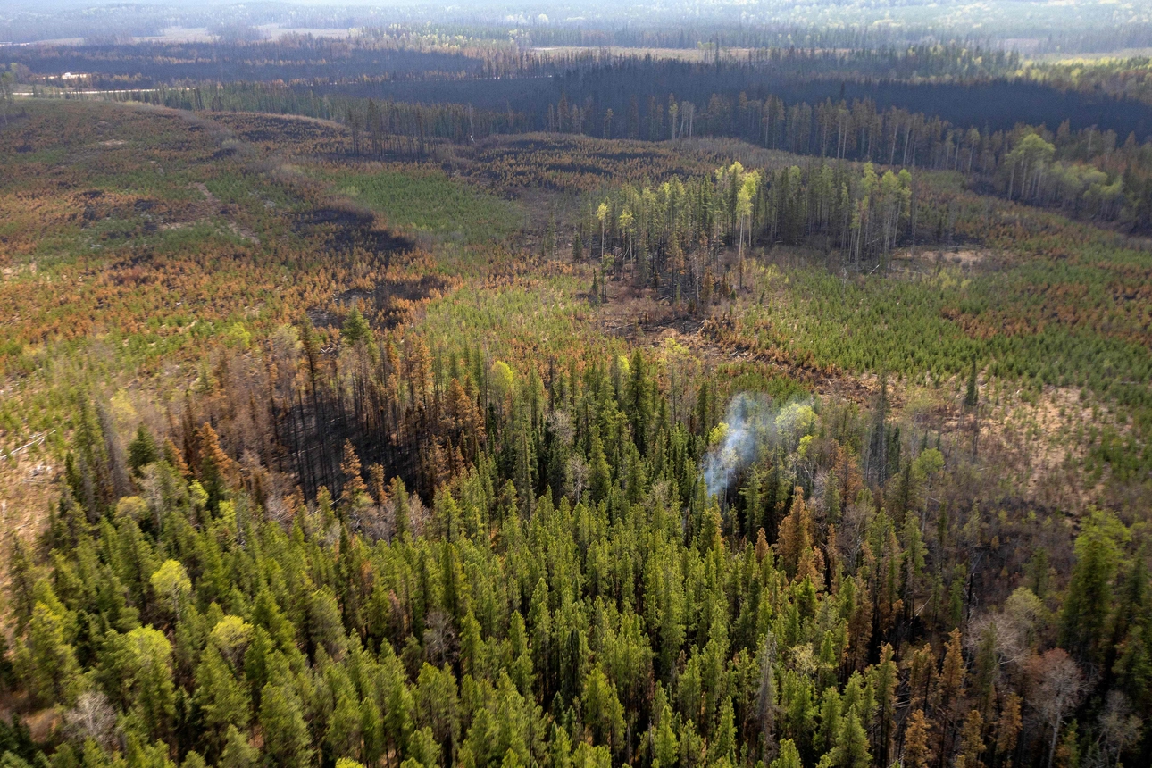 Wildfires Can Be Prevented By Old Forest...