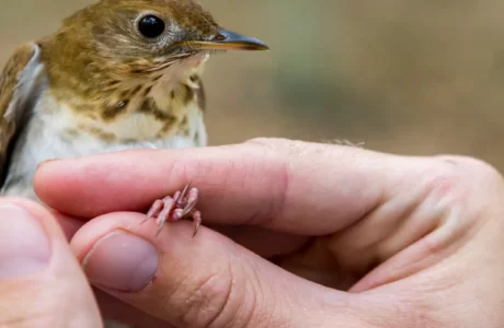 Veery Birds