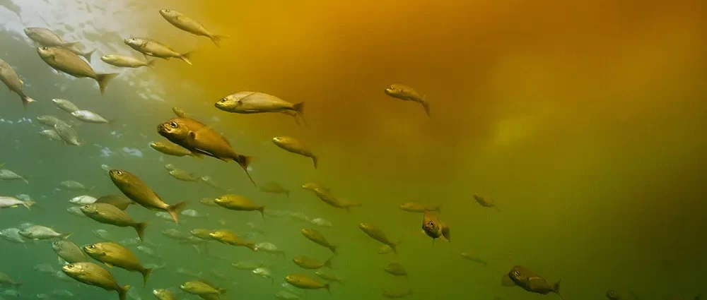 Dead Fishes