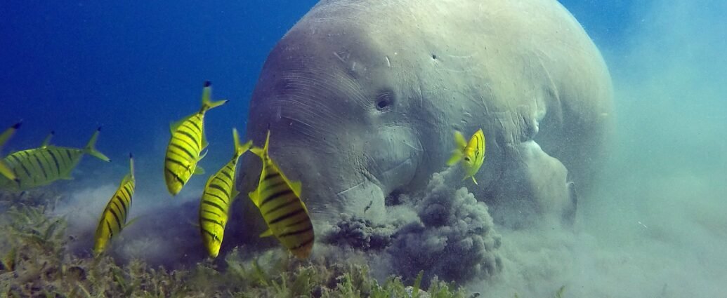 Dugong