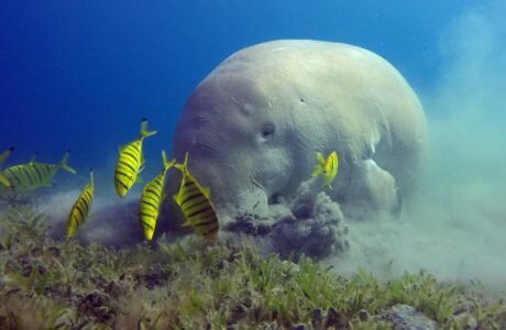 Dugong