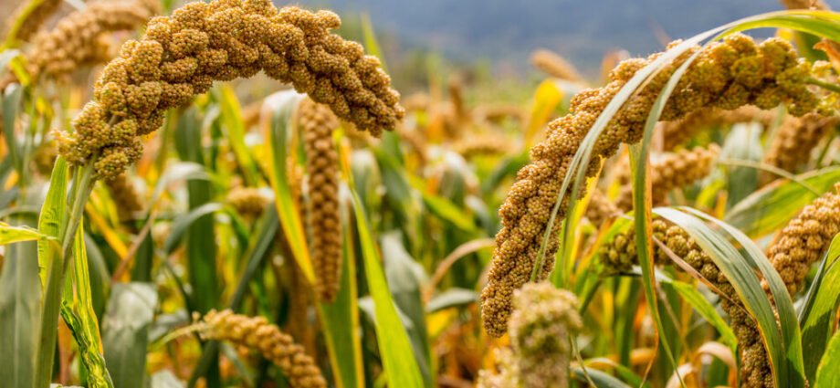 Millet crops
