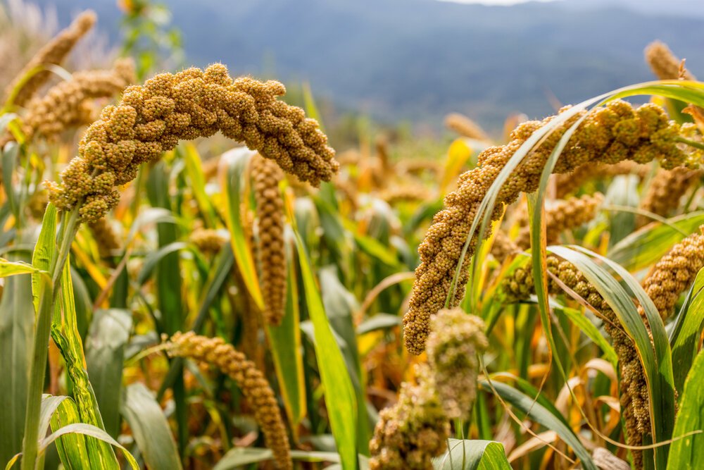 Millet crops