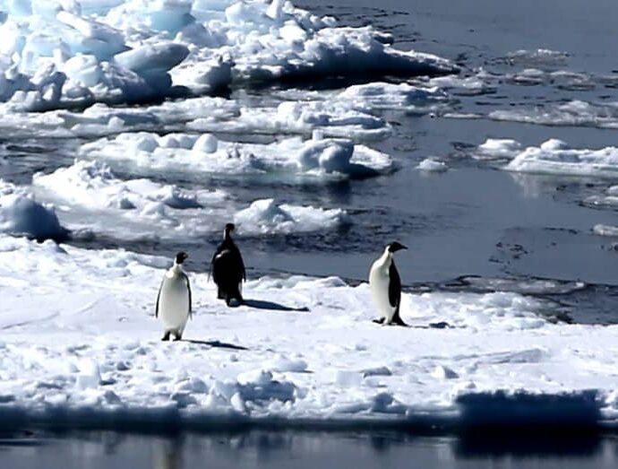 Antarctic
