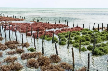seaweed india