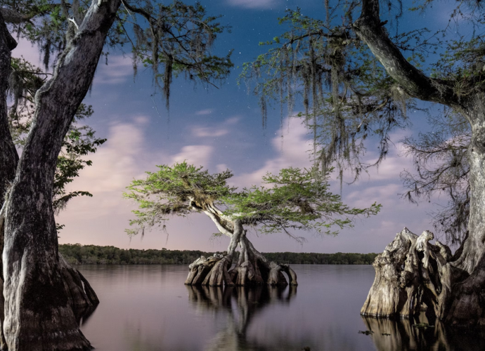Bald Cypress