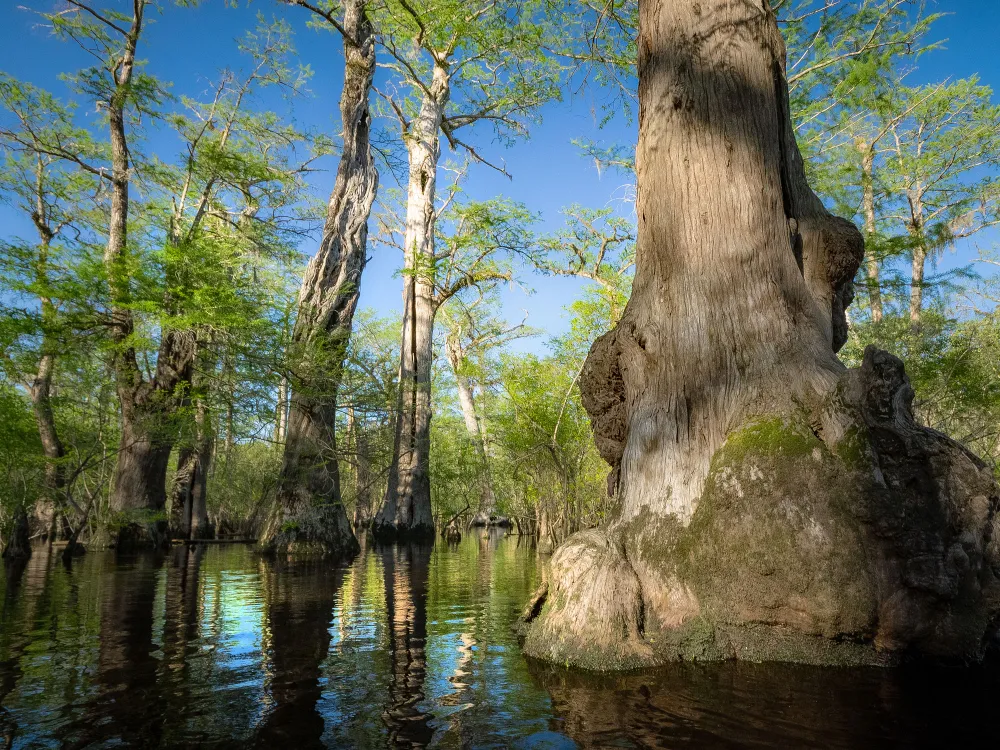 Bald Cypress 