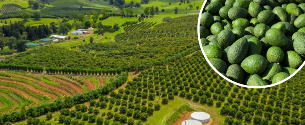 The Dark Side Of Avocados: Impact On Forests And Human Health