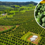 The Dark Side Of Avocados: Impact On Forests And Human Health