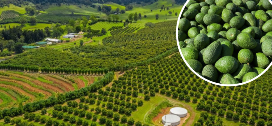 The Dark Side Of Avocados: Impact On Forests And Human Health