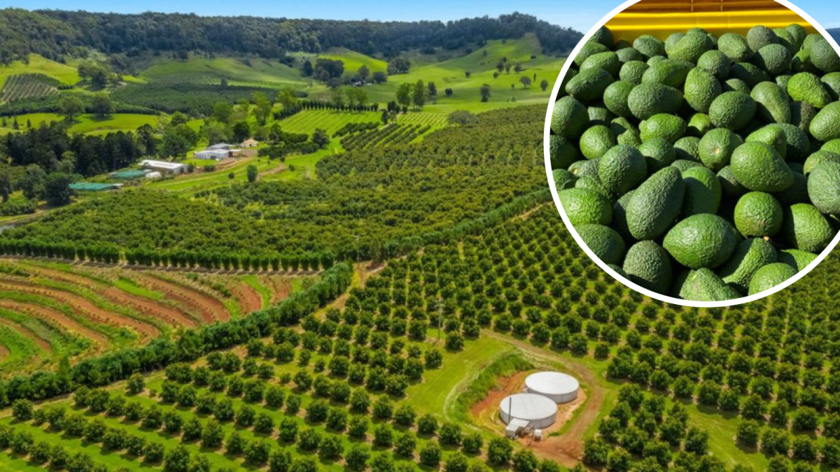 The Dark Side Of Avocados: Impact On Forests And Human Health