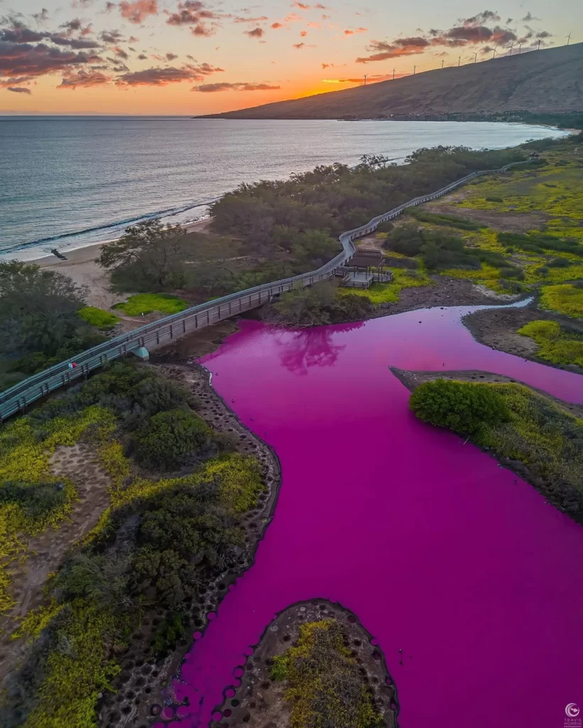 Kealia Pink Pond