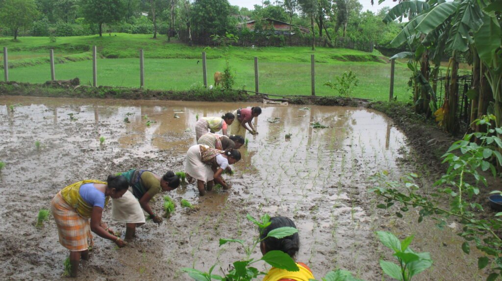 Farmers Embrace Natural Farming to Combat Climate Change
