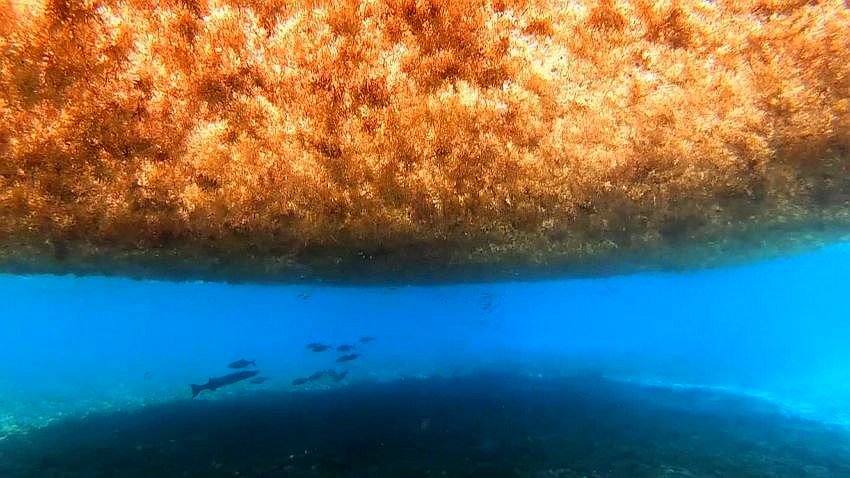 Seaweed