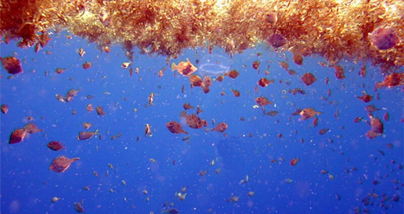 Can Seaweed Be A Carbon Capture Hero?
