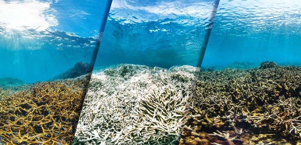 Alarming Rise in Coral Bleaching Threatens the Great Barrier Reef