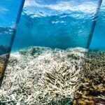 Alarming Rise in Coral Bleaching Threatens the Great Barrier Reef