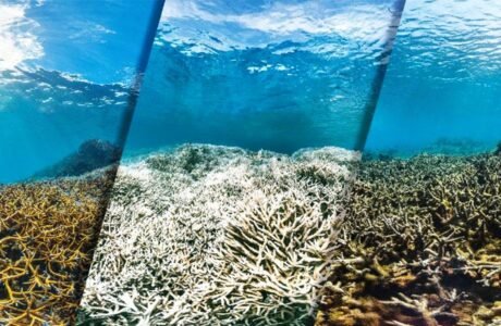 Alarming Rise in Coral Bleaching Threatens the Great Barrier Reef