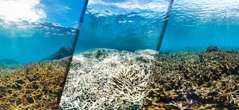 Alarming Rise in Coral Bleaching Threatens the Great Barrier Reef