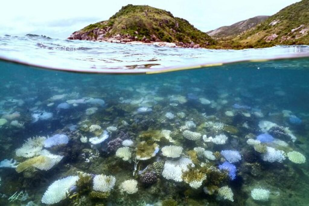 Alarming Rise in Coral Bleaching Threatens the Great Barrier Reef