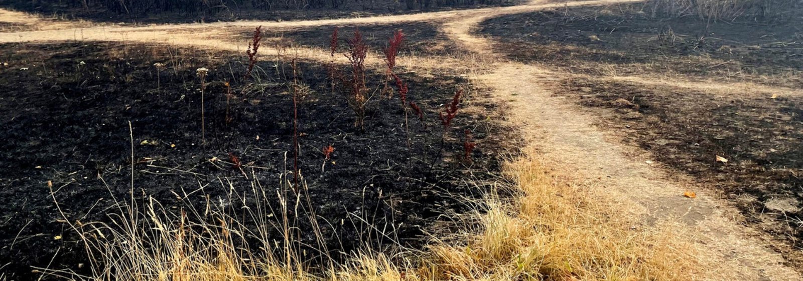 Asia's Scorching April Blamed On Human Induced Climate Change, Spurs Action