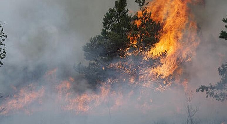 wildfires