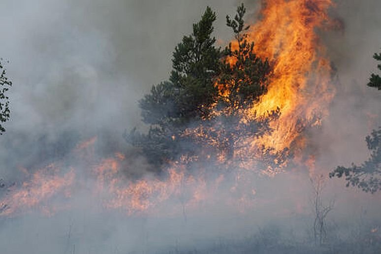 wildfires
