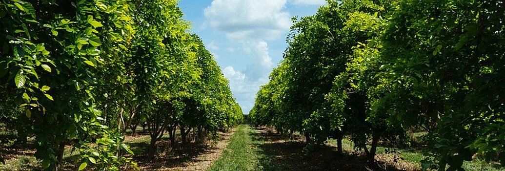 Florida's citrus industry