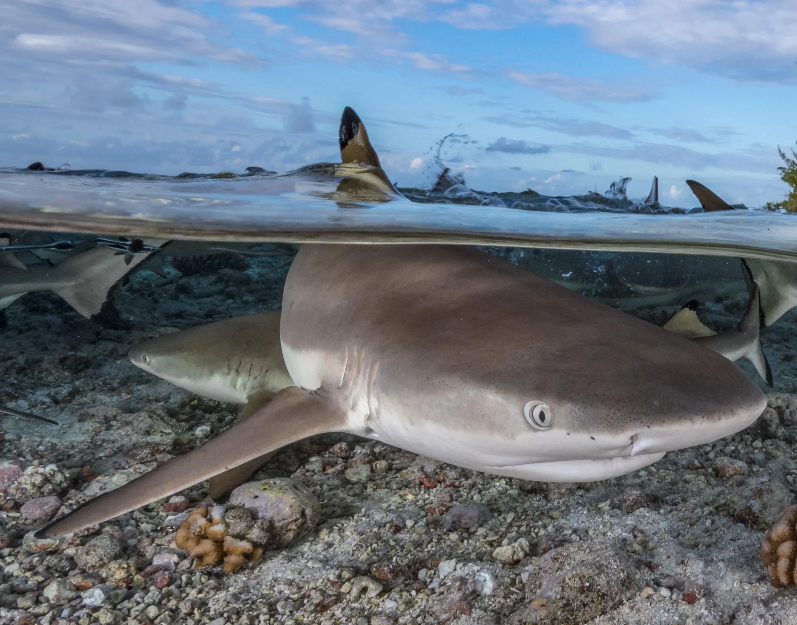 Tiger sharks