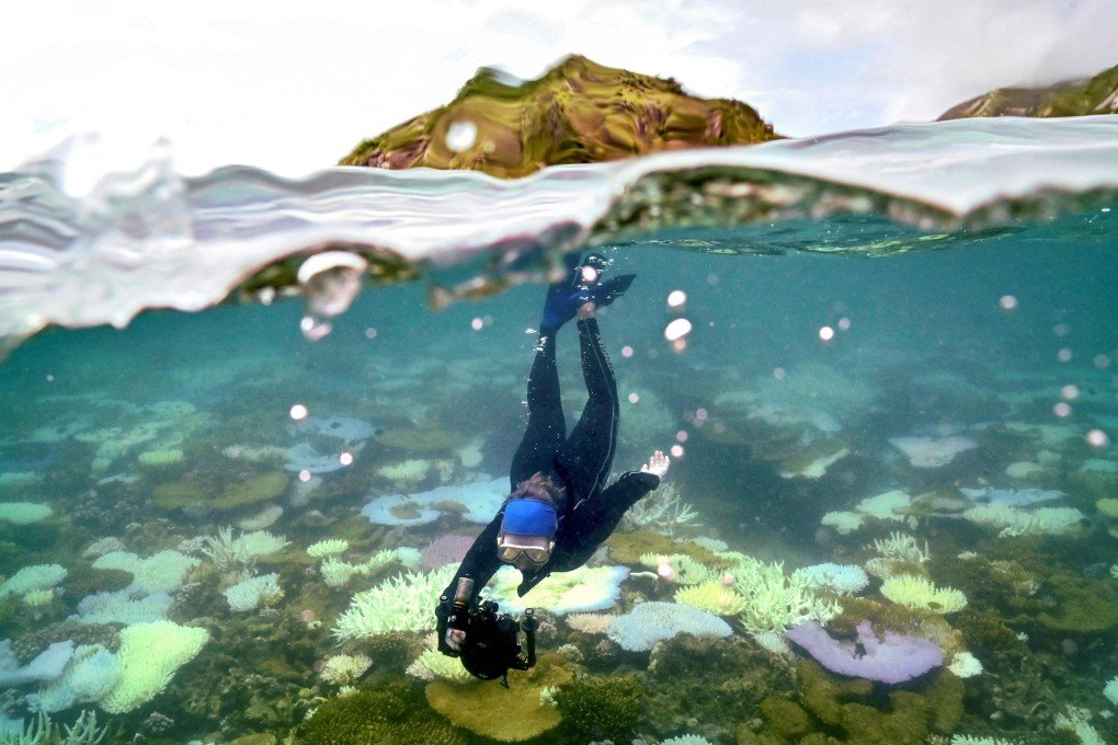 coral bleaching